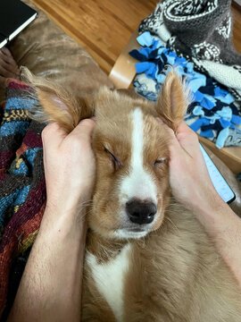 POV of a puppy's squished face