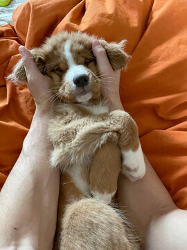 POV of a puppy's squished face