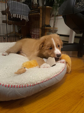Duck toller puppy lying on dog bed chewing on toilet paper roll