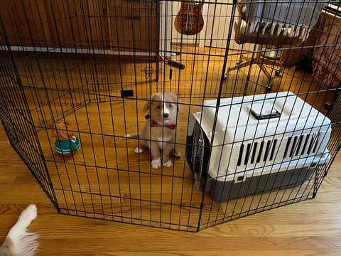 New puppy in his pen with his crate