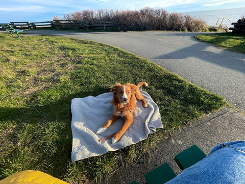 Outdoor dog training with duck toller puppy