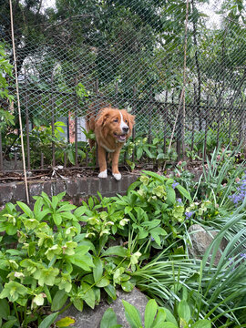 Dog caught sneaking out of a fenced in yard