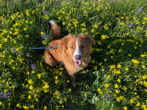 Top down portrait of a dog in a field of grass and flowers