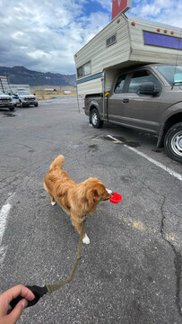 Golden Dog Carrying a Red Bowl During a Roadtrip Pitstop
