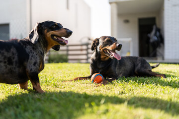 Two dogs panting in the garden with a ball on summer day