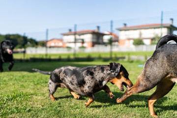 Two dachshund dogs playing and biting each other on a lawn