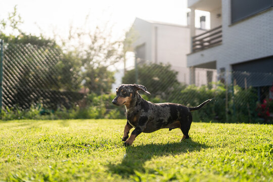 Happy dachshund running on green grass in a garden