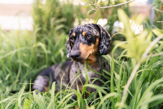 Dappled dachshund dog lying in the grass of a garden