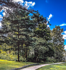Walking road or pathway among old pine trees forest leading to the sandy beach of the Baltic sea

