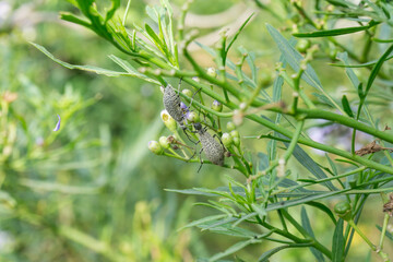 Epicauta adspersa bug on purple flowers.