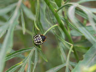 Nazara viridula bug on green leaves