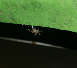 Red orb weaver spider