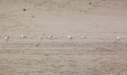 Seagulls over the sand