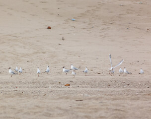 Seagulls over the sand