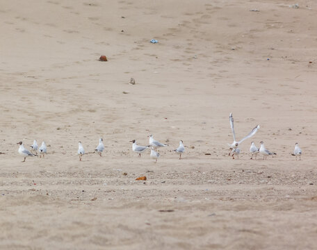 Seagulls over the sand