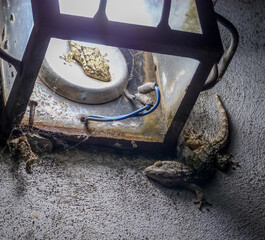 Couple of lizards around a lantern