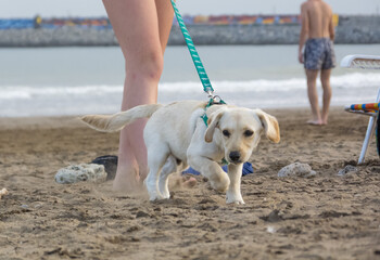 Puppy walking on the beach