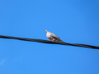 Dove walking a wire