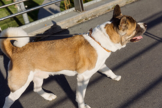  dog walking on a leash