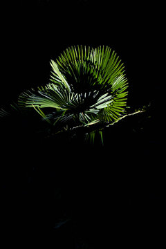 Palme gegen schwarzen Hintergrund