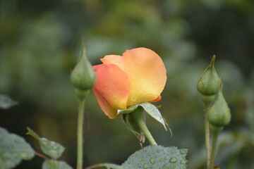 Rose bud beginning to open with water drops on petals and leaves close up