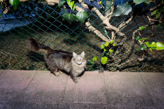 Portrait of a street cat