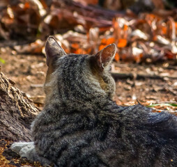 Gray cat in autumn