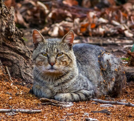 Portrait of a tabby cat in autumn