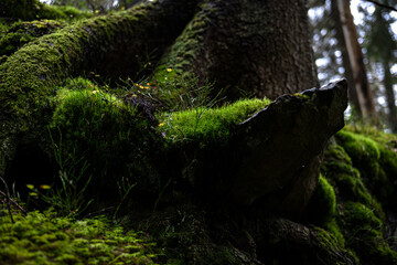 Fototapeta premium Moss on Tree Root and Rock Ledge (Macro, Nordic Woodland)