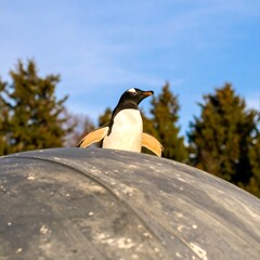 Penguin perched on a dome