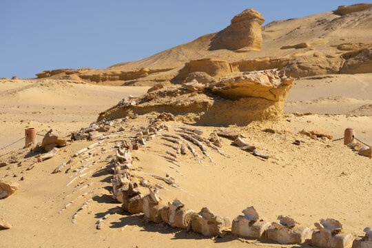 Wadi Al Hitan Bones