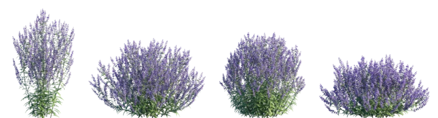 Fotobehang Lavendel Set of Perovskia atriplicifolia (Salvia yangii, Russian sage) frontal isolated png on a transparent background perfectly cutout high resolution  © Viktoria