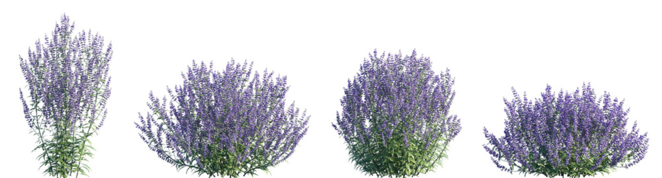 Set of Perovskia atriplicifolia (Salvia yangii, Russian sage) frontal isolated png on a transparent background perfectly cutout high resolution