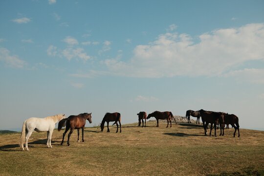 Horses in the mountain