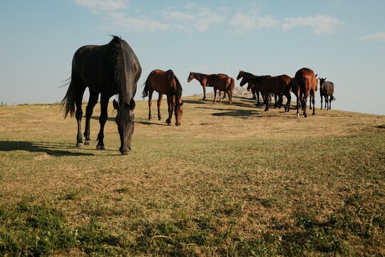 Horses in the mountain