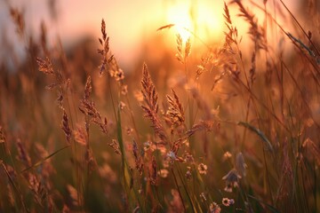 Golden sunset through tall grasses