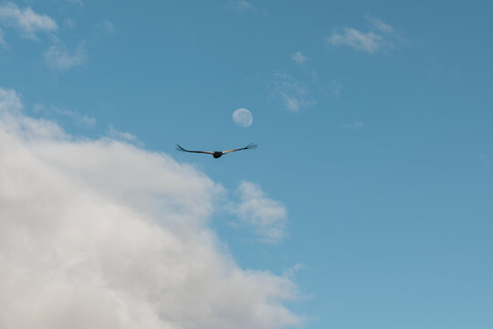  majestic condor flying with a full moon and blue sky