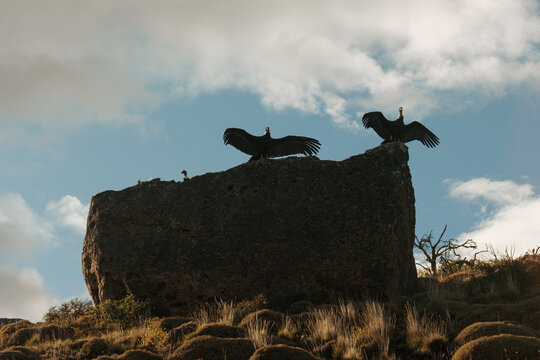 Condors Perched on Cliff with Wings Spread