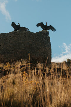 Condors Perched on Cliff with Wings Spread