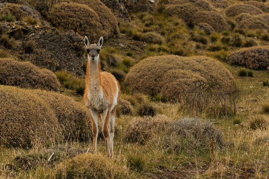 Guanaco in Andean Landscape 