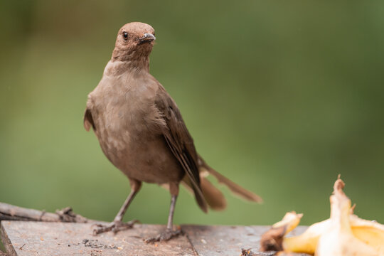 Clay-Colored Thrush, National Bird Of Costa Rica  