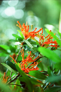 Close-Up of Notro Flower in Bloom