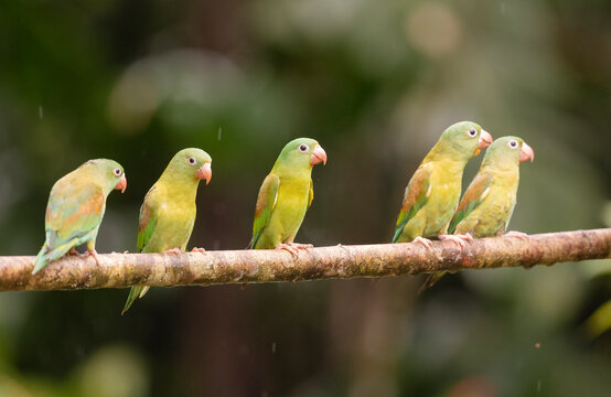 A Group Of Orange-Chinned Parakeets In The Rain  