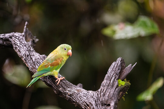 Orange-Chinned Parakeet Sitting In The Rainforest  