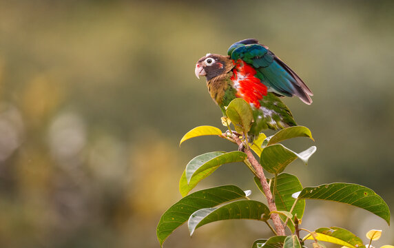 Brown-Hooded Parrot Spreads Its Wings Showing Its Beautiful Colors  