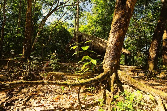 Tree Roots in Amazon Jungle