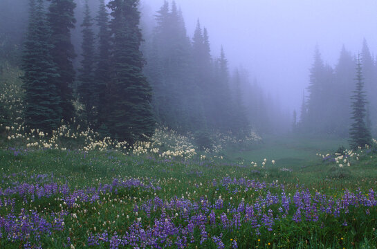 Beargrass lupine meadow Mount Rainier National Park Washington film