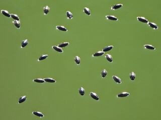  Whirligig beetles, aquatic insects, invertebrates, swirling around on the surface of the calm wetland waters. Bombay Hook National Wildlife Refuge, Kent County, Delaware.     