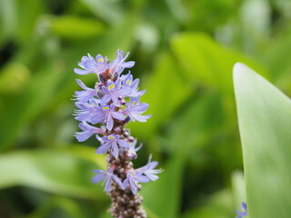 ナガバミズアオイの花