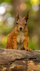 Fototapeta premium Red squirrel on log in forest
